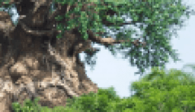 Hindistan'da gizemli 'Baobap' ağacı..