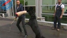 Alişan'ın, K9 köpeğiyle imtihanı!