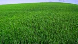  Rüyada çimen görmek ne demek ? 