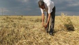 Rüyada buğday görmek ne demek ?