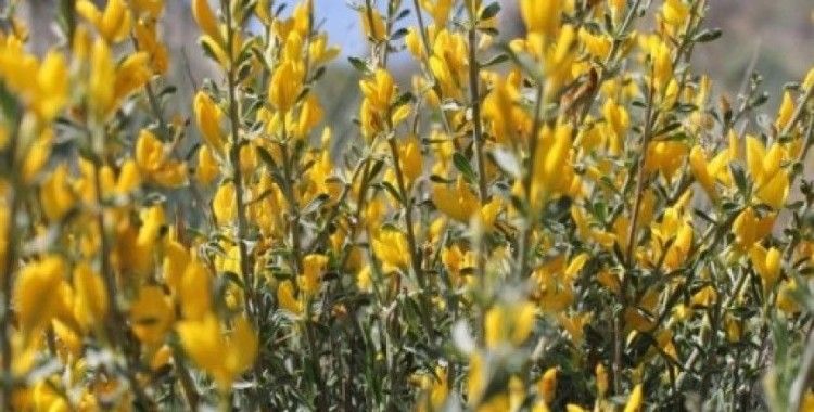 Ankara'da 9 bitki türüne koruma