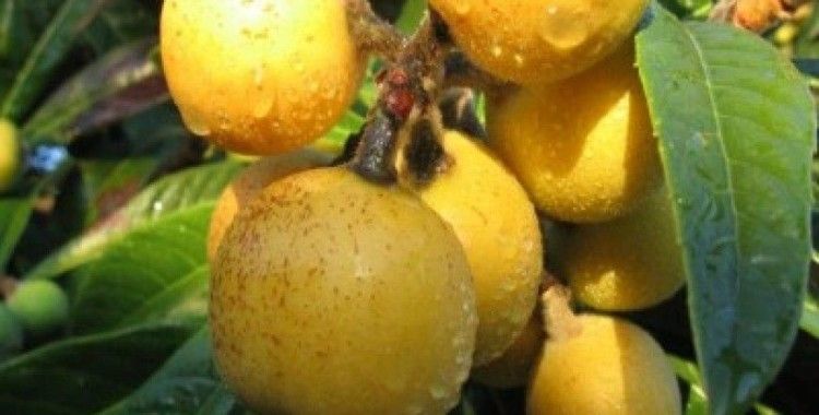 Muşmula'nın faydaları nelerdir ?