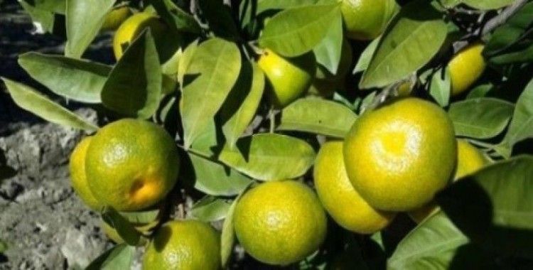 Aydın'da turunçgil bahçeleri kalıntı analizine alındı