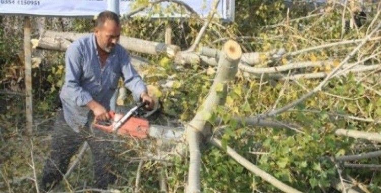 Sorgun Belediye ekipleri cadde ve sokaklardaki ağaçların budamasını yapıyor