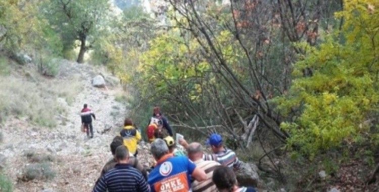 Fethiye'de zeytin ağacından düşen yaşlı adam hastanelik oldu