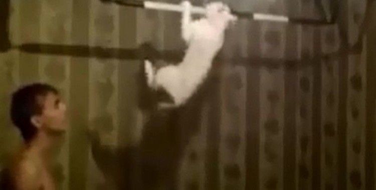 Bu kedi barfiks çekiyor