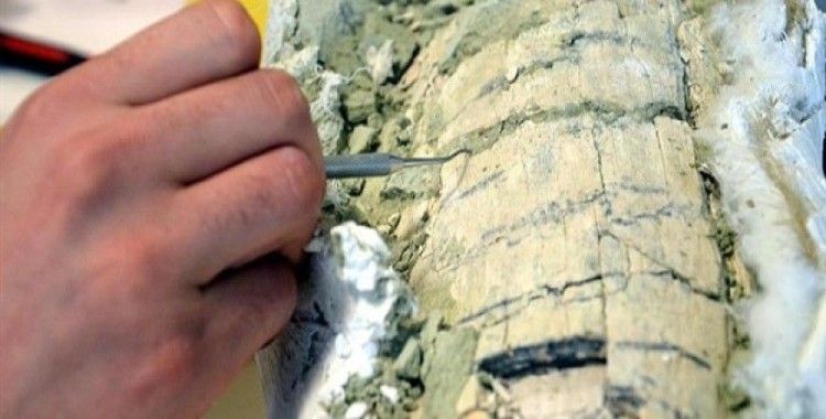 Otobüs büyüklüğünde timsah fosili bulundu