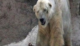 Kutup Ayısı Arturo, 40 derece sıcaklığa dayanamadı