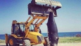 KKTC'de dev yunus balığı karaya vurdu