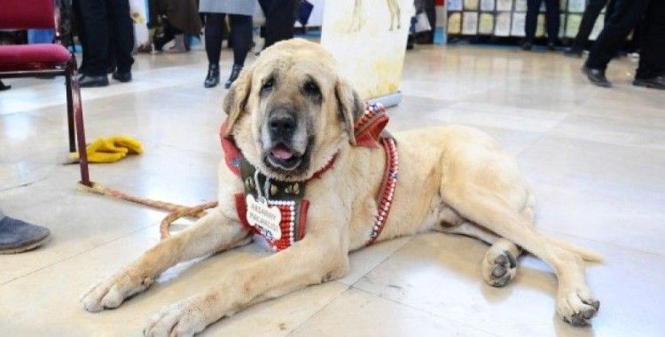 Aksaray malaklısı ilgi odağı oldu