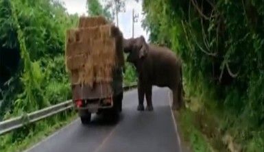 Fil kamyondan sama balyası yürüttü