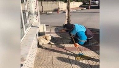 Sokak köpeğine serenat