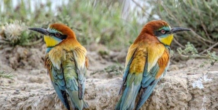 Türkiye'de görüntülenen kuş türü sayısında sevindirici haber