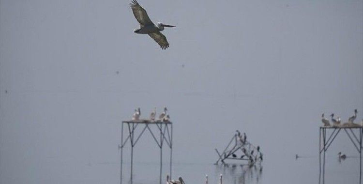 'Tepeli pelikan'lara yapay platformlu kuluçka desteği