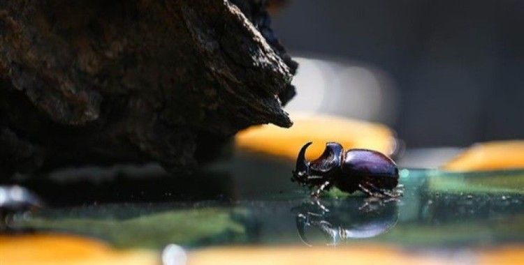 Gergedan böceklerine karşı savaş açtılar