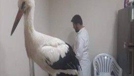Mehmetçik'in Afrin'de bulduğu hasta leylek tedavi edilecek