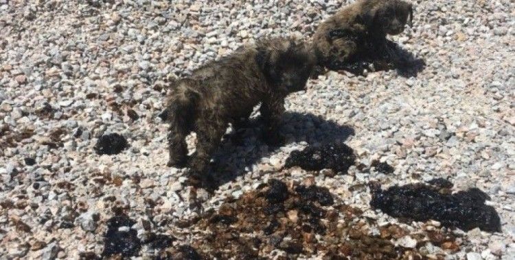 ​Zifte saplanan köpek yavruları ölmek üzereyken kurtarıldı