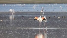 Van Gölü havzasında kuşların görsel şöleni
