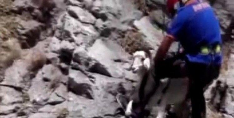 ​Yamaçta mahsur kalan keçiyi AFAD ekipleri kurtardı