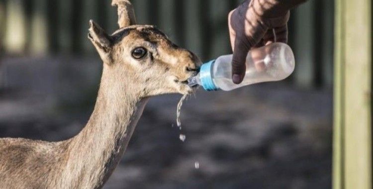 Hatay'ın dağ ceylanlarına özel bakım