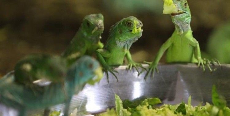 47 iguana yavrusuna özenle bakıyorlar