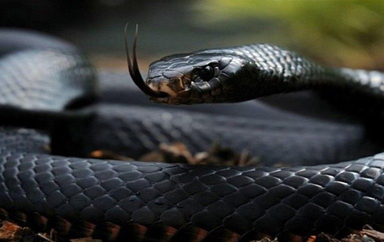 Doğadaki en güçlü ve tehlikeli 7 hayvan - Foto Haber