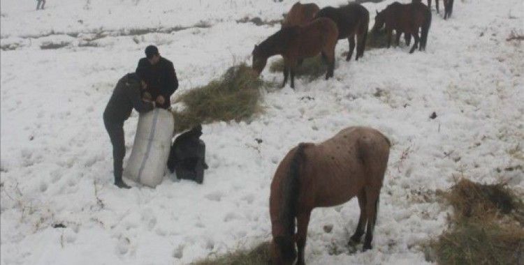 Doğada aç kalan atlara belediye ekipleri yem verdi