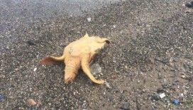 İzmir'de 2 caretta caretta ölü olarak bulundu