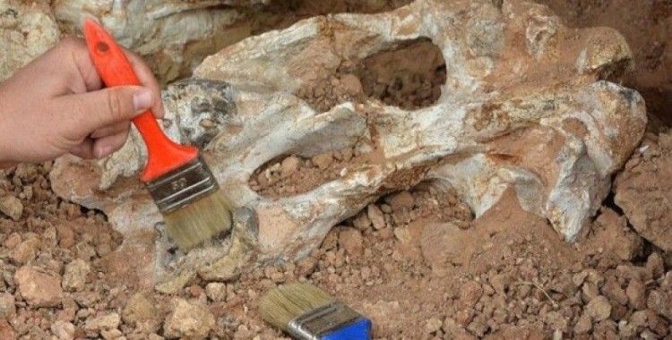 Denizli'de 9 milyon yıl öncesine ait 14 hayvan fosili bulundu