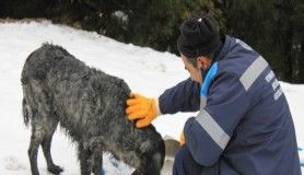 Karda can dostlarına büyükşehir şefkati