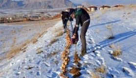 Çöpe atılacak yiyecekler yaban hayatı için doğaya bırakılıyor