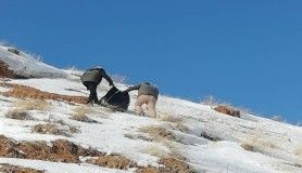 Van’da yaban hayvanlarına yem desteği