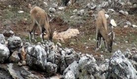 Yaban keçileri yerleşim yerlerine alıştı 