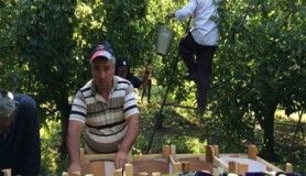 Cumhurbaşkanı Erdoğan'ın elma tanzimi müjdesi hayata geçiriliyor