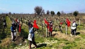 Üzüm bağları Türk bayraklarıyla donandı