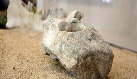 Kayseri'de 7,5 milyon yıllık fosiller sergileniyor