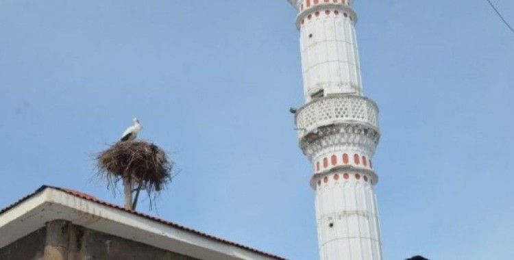 Baharın müjdecisi leylekler Muş'a geldi