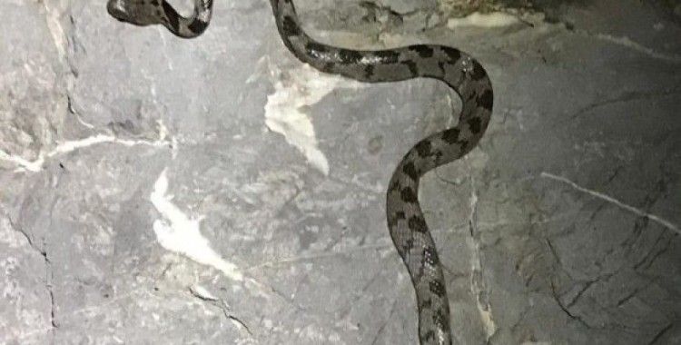 Yengeç ararken kedi gözlü yılanı görünce şaşkına döndü!