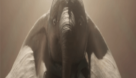 Dumbo CGI teknolojisi ile yeniden yaratıldı
