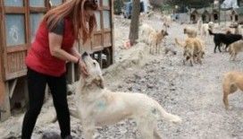 Her gün 500 köpeği besliyorlar