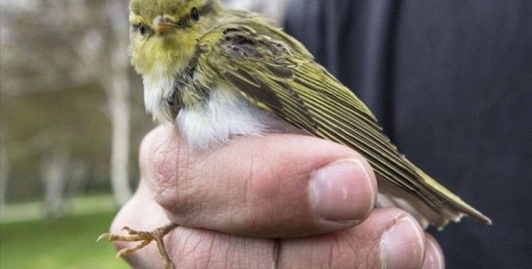 'Kuşlara kesinlikle ekmek vermeyin'