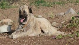 Otomobile bağlanarak sürüklenen köpek sağlığına kavuştu