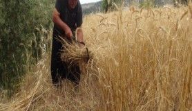 Türkiye'nin ilk buğday hasadı Antalya'dan