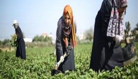 Gazzeli kadınlar İsrail sınırında patates yetiştiriyor