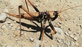 Hakkari’de etçil çekirge bulundu 