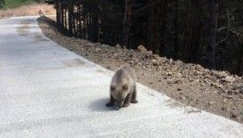 Yavru ayı yola indi, Arap turistler şaştı kaldı