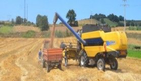 Bafra Ovası'nda buğday hasadı başladı