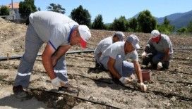 Konyaaltı’nda adım adım Fasulye Şenliğine