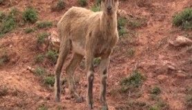 Dağ keçileri Pülümür çayında serinledi 