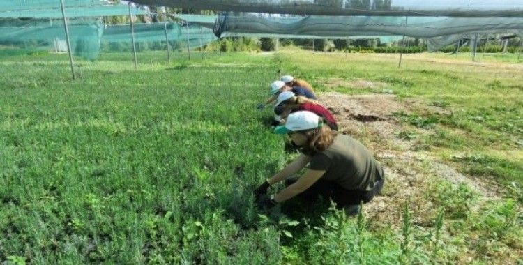 Orman Fidanlığına üniversiteli eller değiyor